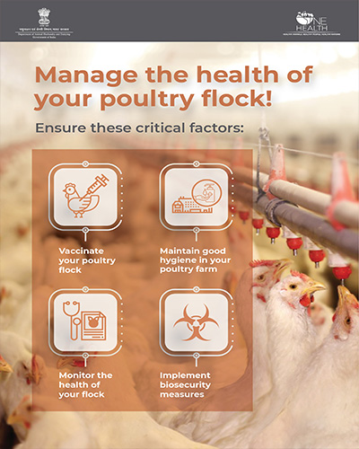 Manage the Health of Your Poultry Flock