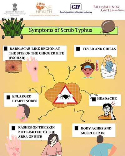 Symptoms of Scrub Typhus