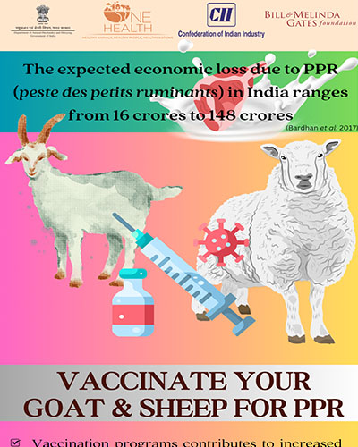 Vaccinate Your Goat & Sheep for PPR