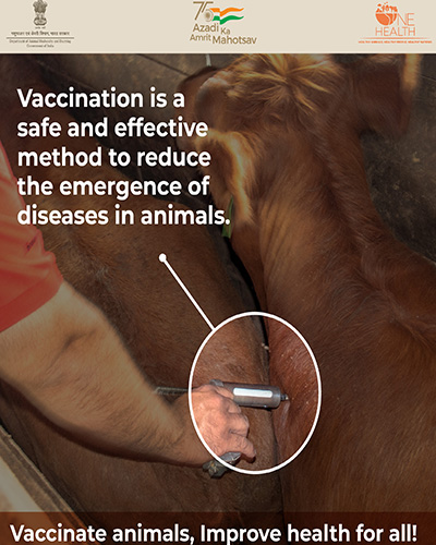 vaccination is safe and effective method to reduce the emergency of diseases in animals
